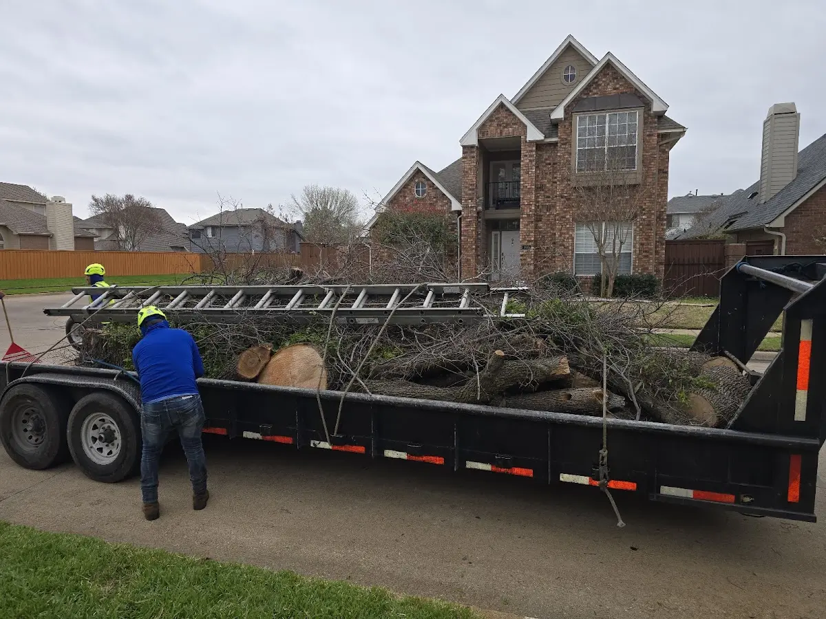 Expert Tree Pest Control with proper safety equipment in Camden